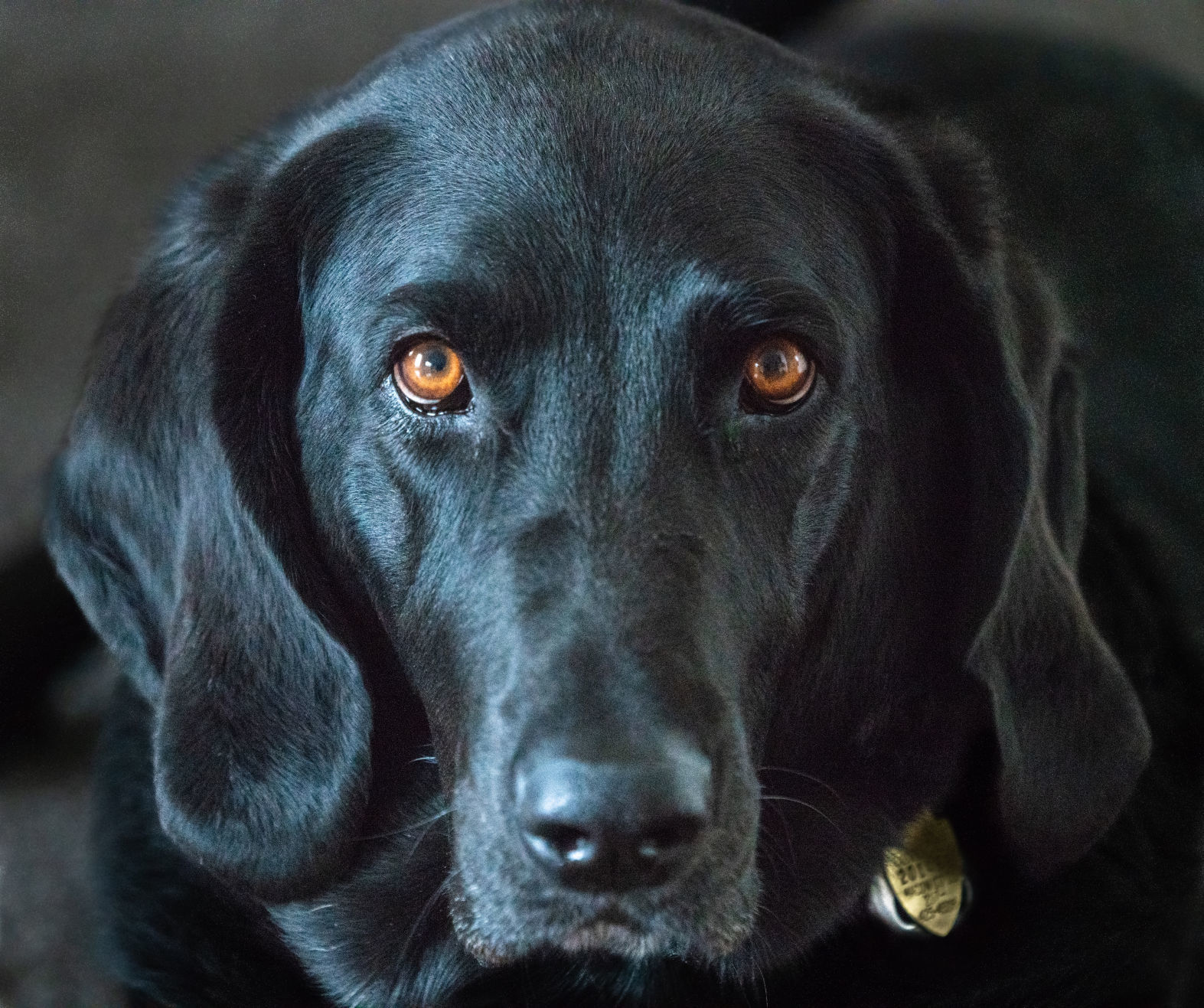 Merlin